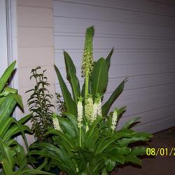 Location: central Illinois
Date: summer 2006
campares to typical Eucomis