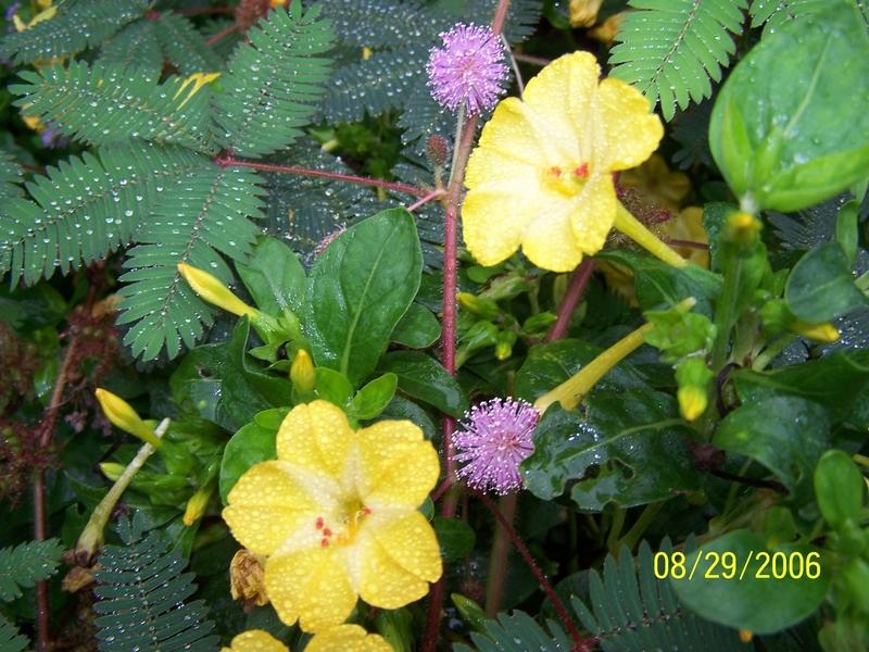 Photo of Sensitive Plant (Mimosa pudica) uploaded by jmorth