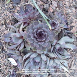 Location: Denver, CO
Date: 2011-04-27
New plant. Source: Timberline Gardens