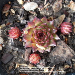 Location: Denver, CO 
Date: 2011-04-23 (full sun)
New plant. Source: Mountain Crest Gardens