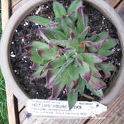 New plant. Source: Timberline Gardens
