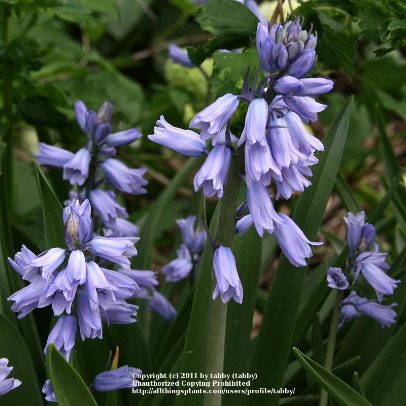 Photo of Spanish Bluebell (Hyacinthoides hispanica) uploaded by tabby