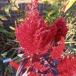 Location: Mackinaw, IL
Date: 2011-11-02
Celosia 'China Town' adds a great, intense pop of color in the fa