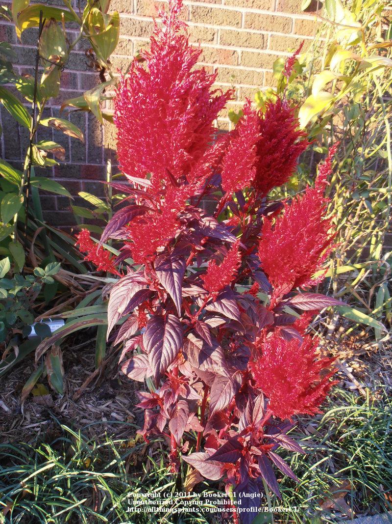Photo of Plume Cockscomb (Celosia argentea 'China Town') uploaded by BookerC1