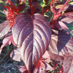 Location: Mackinaw, IL
Date: 2011-11-02
Deep burgundy leaves have bright red veins.  Attractive even when