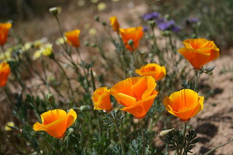 Photo of California Poppy (Eschscholzia californica) uploaded by Calif_Sue