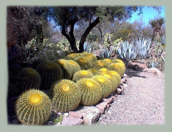 Photo of Golden Barrel Cactus (Kroenleinia grusonii) uploaded by GardenGuyAZ