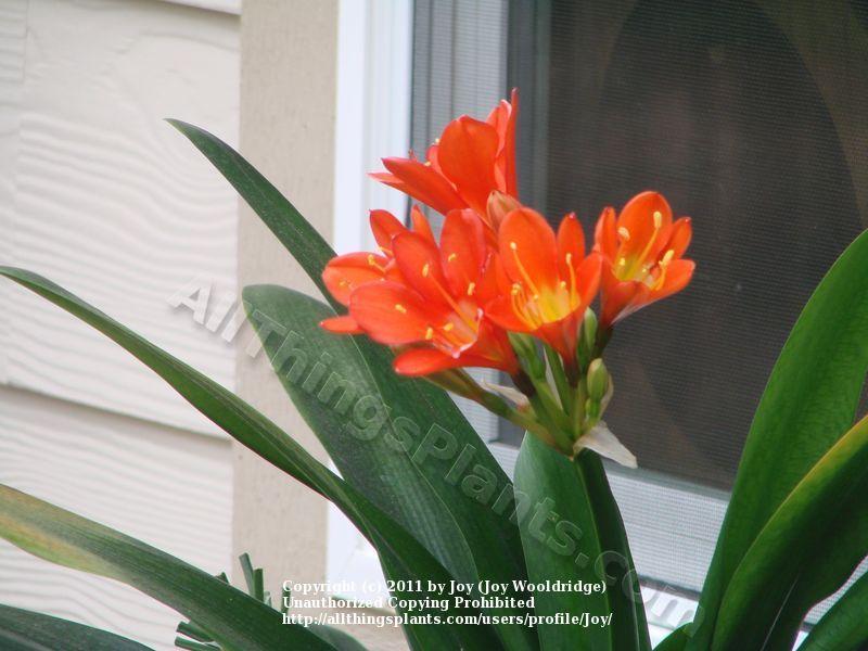 Photo of Clivia Lily (Clivia miniata 'Belgian Hybrid') uploaded by Joy