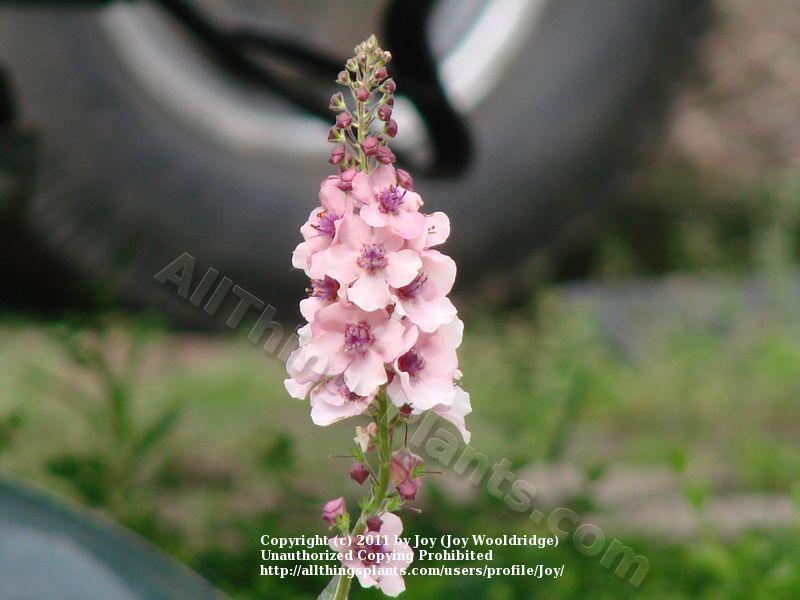Photo of Ornamental Mullein (Verbascum 'Southern Charm') uploaded by Joy