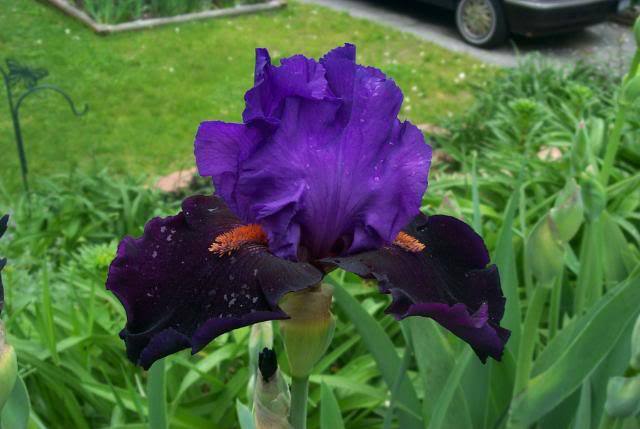Photo of Tall Bearded Iris (Iris 'Visiting Royalty') uploaded by Newyorkrita