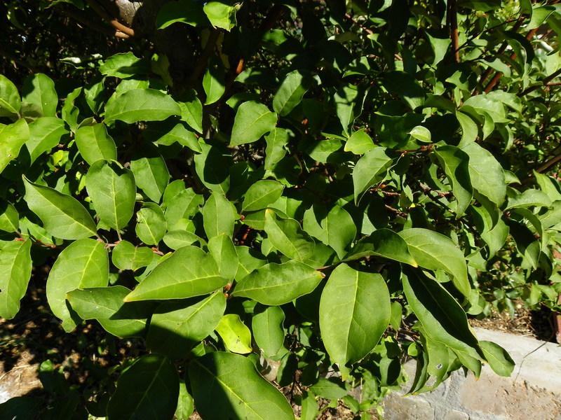 Photo of Goumi (Elaeagnus multiflora) uploaded by Newyorkrita
