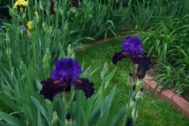Photo of Tall Bearded Iris (Iris 'Visiting Royalty') uploaded by Newyorkrita
