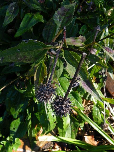 Photo of Coneflower (Echinacea purpurea PowWow® Wild Berry) uploaded by Newyorkrita