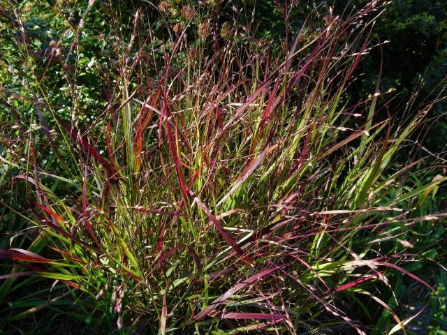 Photo of Switch Grass (Panicum virgatum 'Shenandoah') uploaded by Newyorkrita