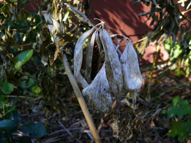 Photo of Swamp Milkweed (Asclepias incarnata) uploaded by Newyorkrita