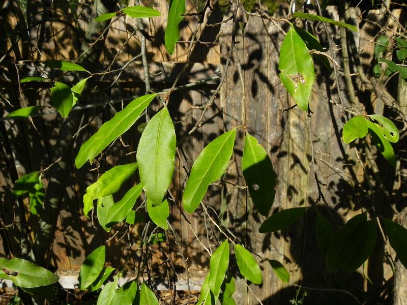 Photo of Autumn Olive (Elaeagnus umbellata) uploaded by Newyorkrita