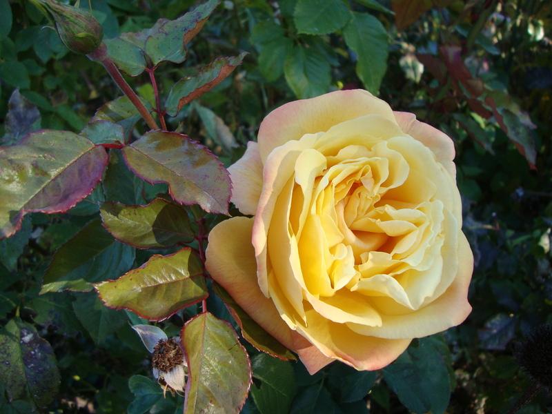 Photo of Rose (Rosa 'Sultry') uploaded by Paul2032