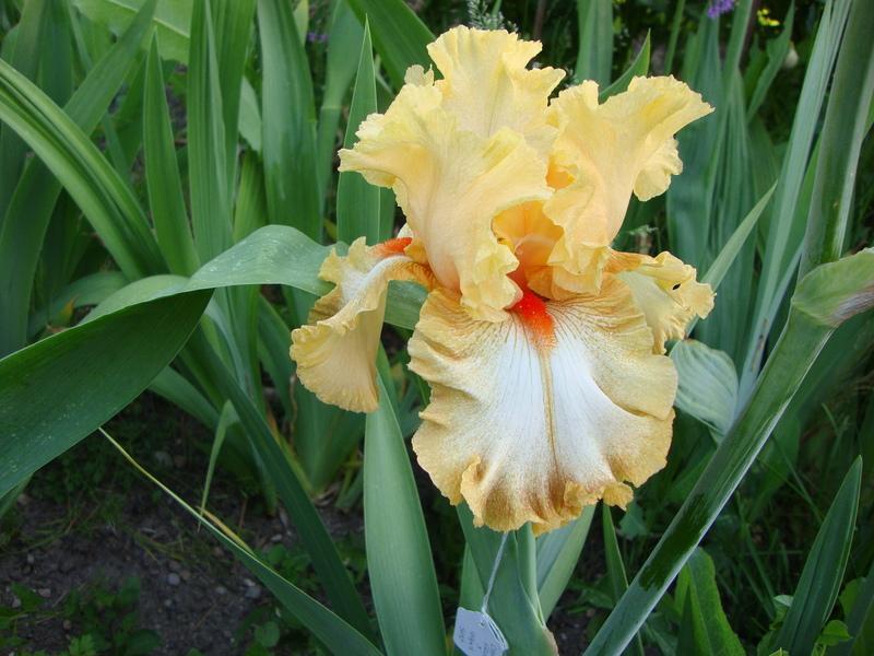 Photo of Tall Bearded Iris (Iris 'Cheap Frills') uploaded by Paul2032