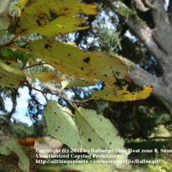 Location: zone 8/9 Lake City, Fl.
Date: 2011-10-29
underside of leaves in the fall before turning