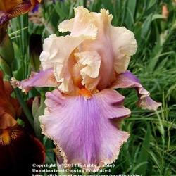 Location: My Garden, Arvada, Colorado
Date: May
Purchased from Iris4U in Denver