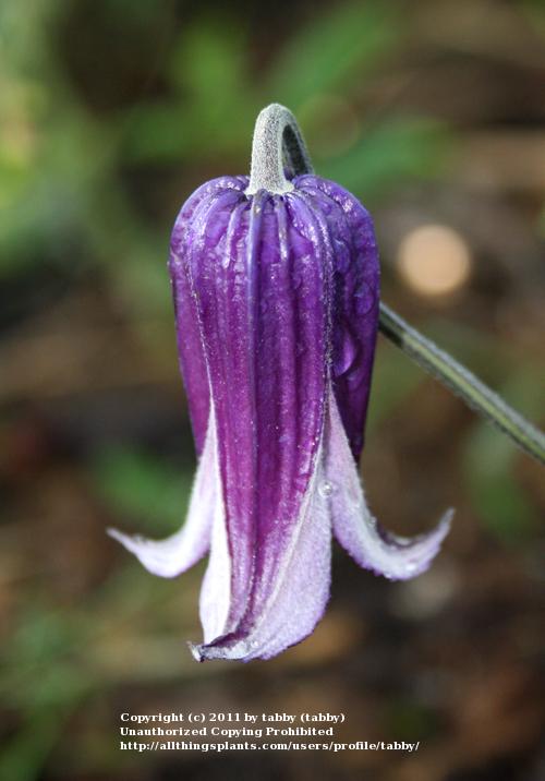 Photo of Clematis 'Roguchi' uploaded by tabby