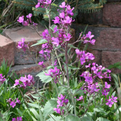 Location: My Garden, Arvada, Colorado
Date: May