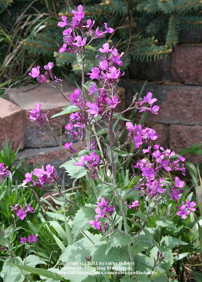 Photo of Money Plant (Lunaria annua) uploaded by tabby