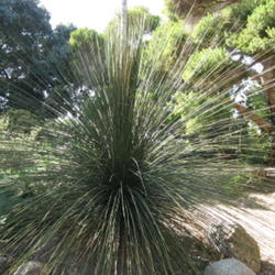 Location: San Diego Botanic Garden
Date: 2011-11-01