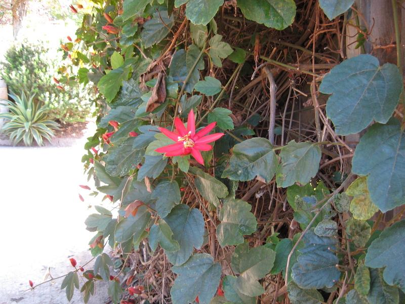 Photo of Crimson Passion Flower (Passiflora vitifolia) uploaded by wcgypsy