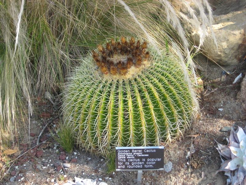 Photo of Golden Barrel Cactus (Kroenleinia grusonii) uploaded by wcgypsy