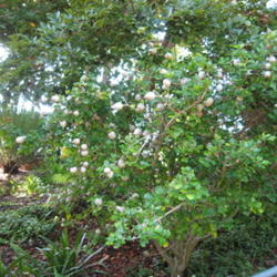 Location: San Diego Botanic Garden
Date: 2011-10-31