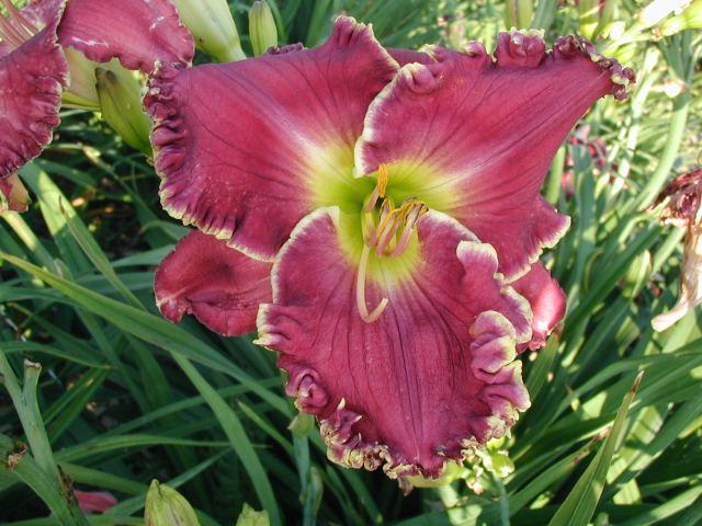 Photo of Daylily (Hemerocallis 'Chariot of Clouds') uploaded by Calif_Sue