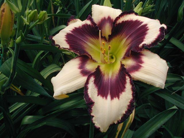 Photo of Daylily (Hemerocallis 'Inscribed on My Heart') uploaded by Calif_Sue