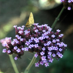 Location: my garden
Date: 2011-11-02
#Pollination