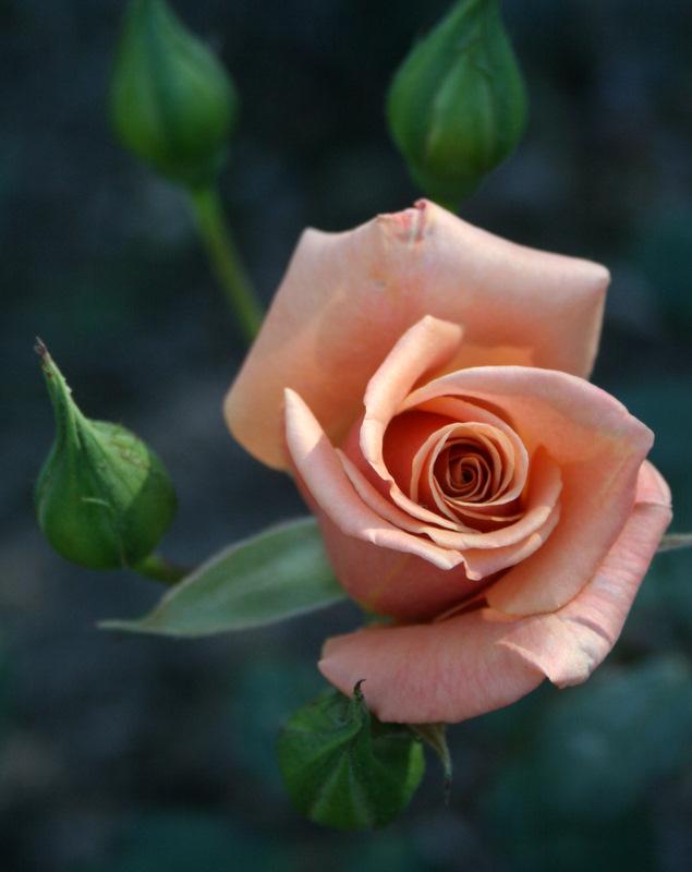 Photo of Rose (Rosa 'Vesper') uploaded by Calif_Sue