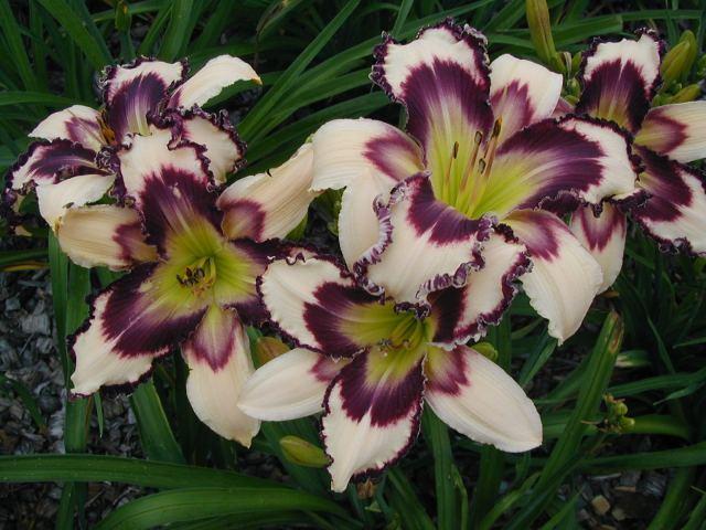 Photo of Daylily (Hemerocallis 'Inscribed on My Heart') uploaded by Calif_Sue