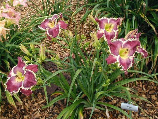 Photo of Daylily (Hemerocallis 'Thistles and Thorns') uploaded by Calif_Sue