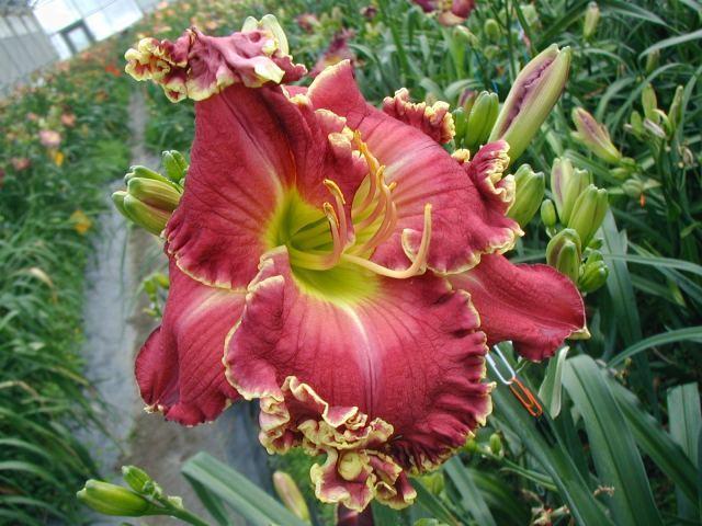 Photo of Daylily (Hemerocallis 'Chariot of Clouds') uploaded by Calif_Sue