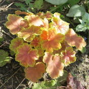 Spring color in established plant