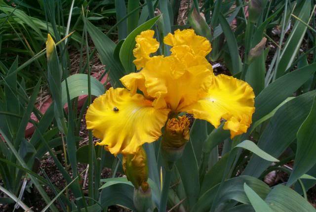 Photo of Tall Bearded Iris (Iris 'Sunblaze') uploaded by Newyorkrita