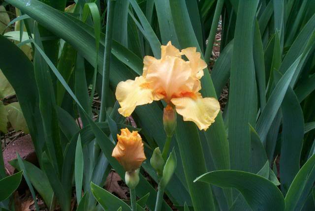 Photo of Border Bearded Iris (Iris 'Orange Pop') uploaded by Newyorkrita