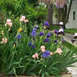 Location: In my front yard. 
Date: 2011-05-22
Iris corner blooming.