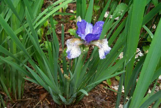 Photo of Siberian Iris (Iris 'Berries and Cream') uploaded by Newyorkrita