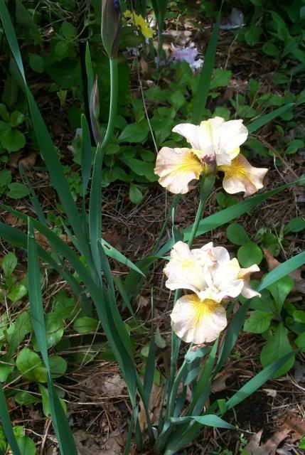 Photo of Siberian Iris (Iris 'Humors of Whiskey') uploaded by Newyorkrita