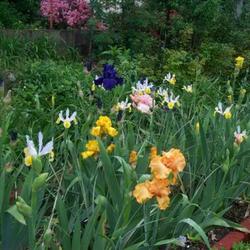 Location: My backyard. 
Date: 2011-05-23
Dutch and Tall Bearded Iris in bloom.