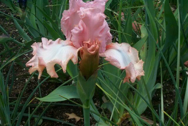 Photo of Tall Bearded Iris (Iris 'For Lovers Only') uploaded by Newyorkrita
