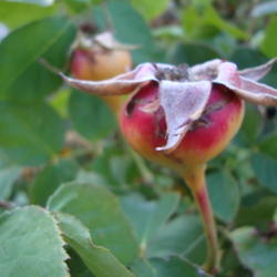 Location: Pleasant Grove, Utah
Date: 2011-11-02
Pink Peace rose hips