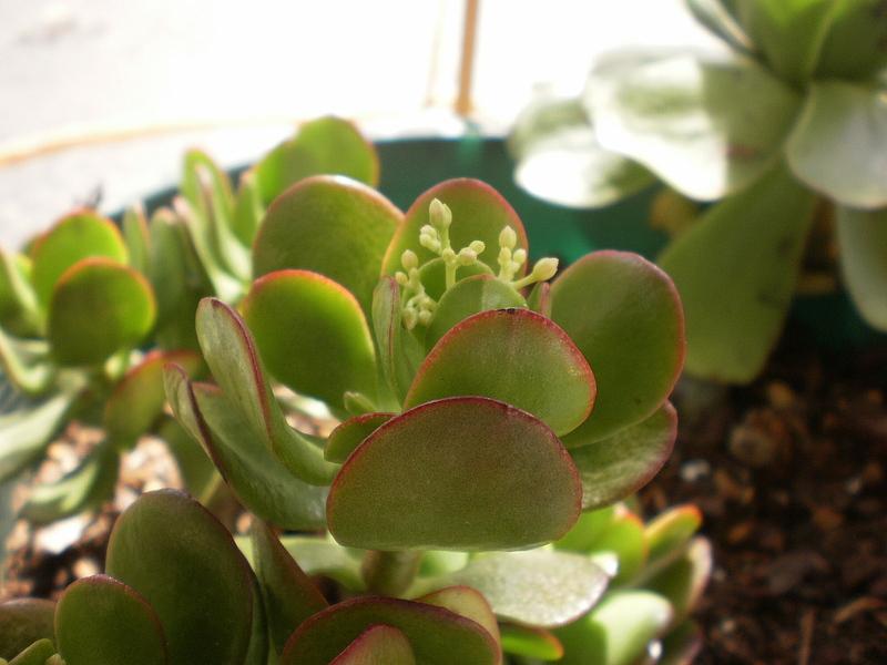 Photo of Jade Plant (Crassula ovata) uploaded by SongofJoy