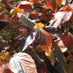 Location: San Diego Botanic Garden
Date: 2011-10-31