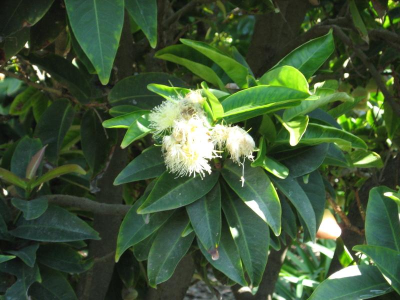 Photo of Java Apple (Syzygium samarangense) uploaded by wcgypsy
